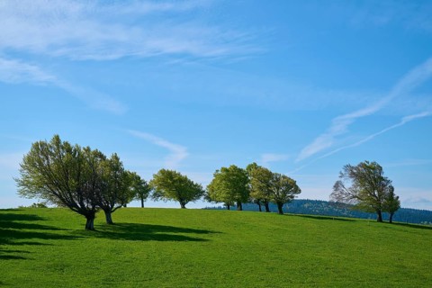 Meadow with copper beeches in spring