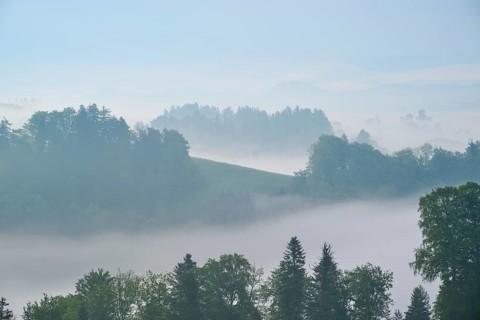 Morning mist gently envelops the hilly landscape and trees in a tranquil atmosphere