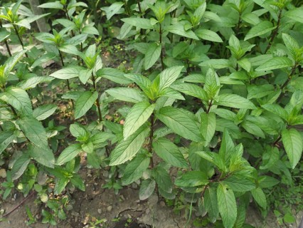 Peppermint