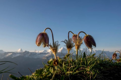 Alpine pasqueflower