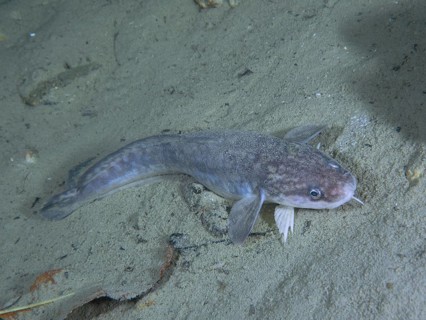 Burbot