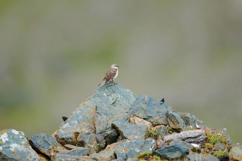 Water pipit