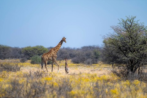 Two giraffes