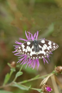 Marbled white