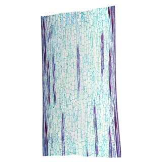 Corn stem micrograph