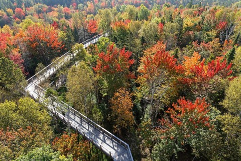 Tree top walkway in autumn