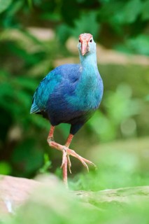 Western swamphen