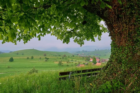 Lime tree