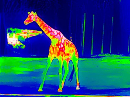 Giraffe in the zoo