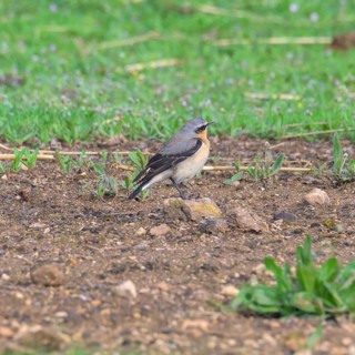 The northern wheatear