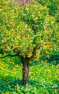 Orange tree