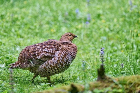 Black grouse