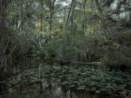 Mangrove forest