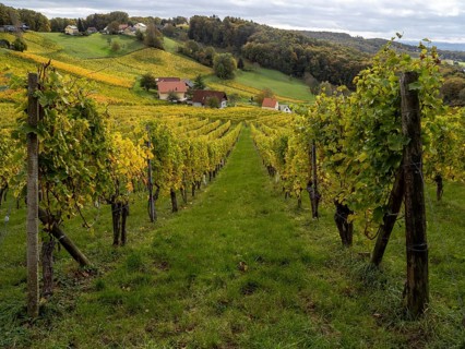 Vineyards in autumn