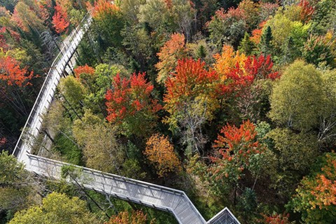 Tree top walkway in autumn