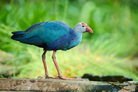 Western swamphen