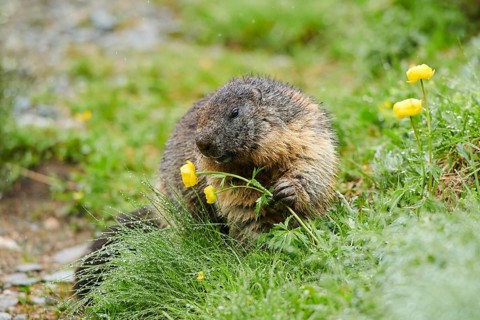 Alpine marmot