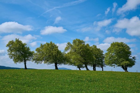 Meadow with copper beeches with cloudy sky in spring
