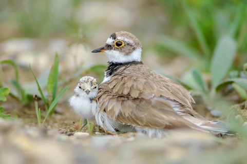 Little Ringed Plover