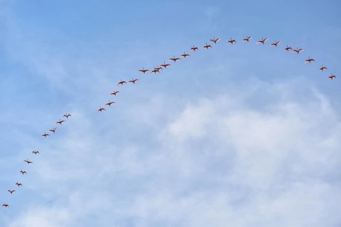 Large flock of roseate spoonbill