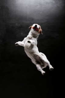 Purebred Jack Russell is played with the ball in the studio. Jumps up and catches him.
