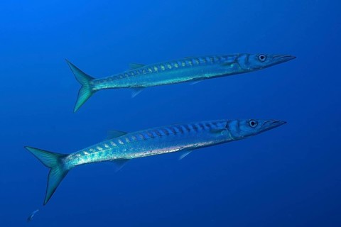 Barracuda
