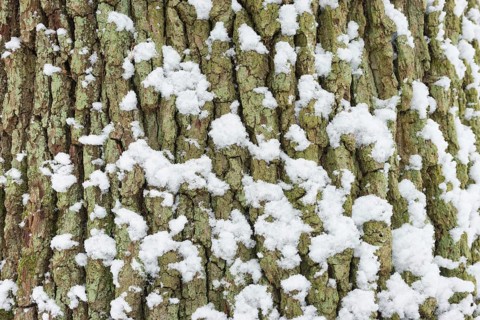 Snow covers the cracked bark of an old English oak