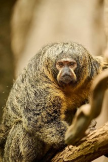 White-faced saki