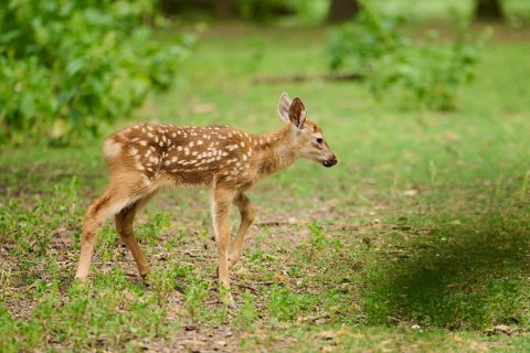 Sika deer