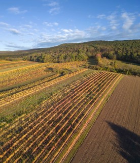 Aerial view of autumn vineyards