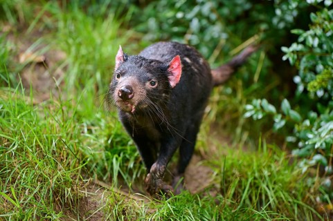 Tasmanian devil