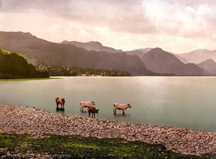 Cows at Derwentwater