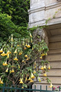 Flowering angel trumpet tree