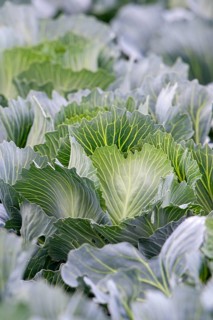 White cabbage