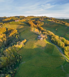 Aerial view of vineyards in the morning light