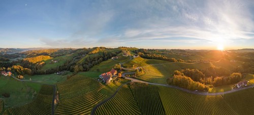 Aerial view of vineyards in the morning light