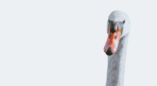 Portrait of a swan on a white background. Conceptual photo.