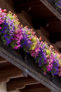 Summer flowers