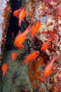 Shoal