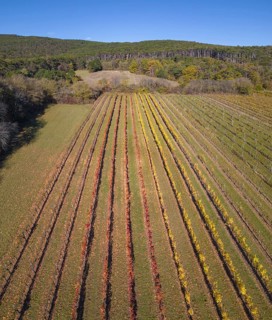 Aerial view of autumn vineyards