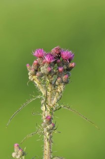 Marsh thistle