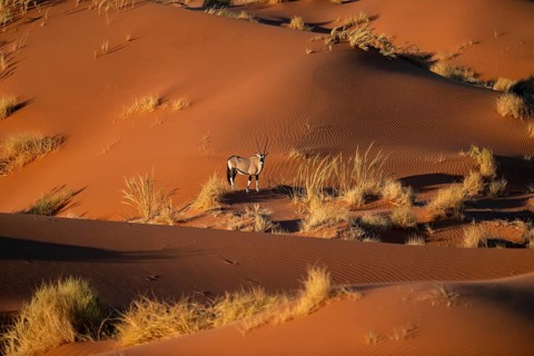 Oryx antelope standing on a red sand dune