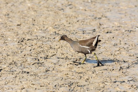 European or common rail