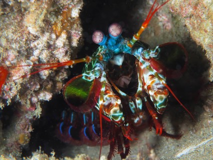 Portrait of peacock mantis shrimp