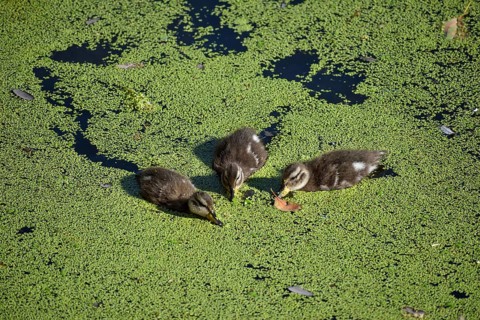Chicks of free-ranging brown-headed ducks