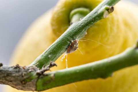 Citrus mealybug