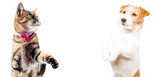 Jack Russell and Bengal cat posing in the studio and look at the camera.