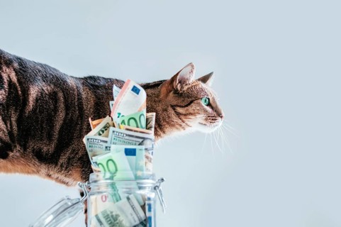 Cat posing on the background of a piggy bank. The concept of expenses for the maintenance of thoroughbred breeds of pets.