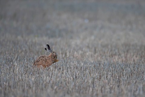European brown hare