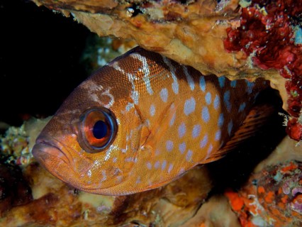 Bigeye glasseye snapper